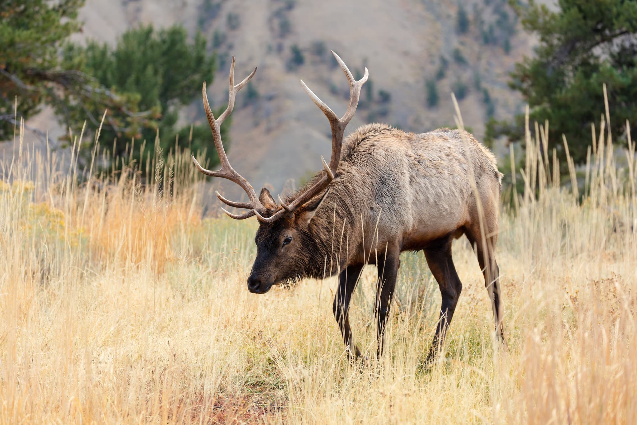 Elk Elk